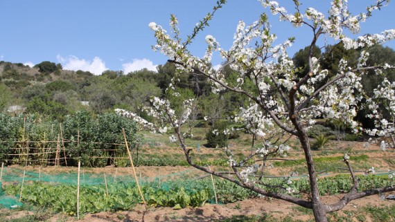 iniciativa hort Verdallar