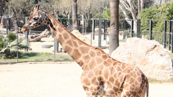 Zoo