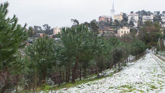 Parc de Collserola - Febrer 2015