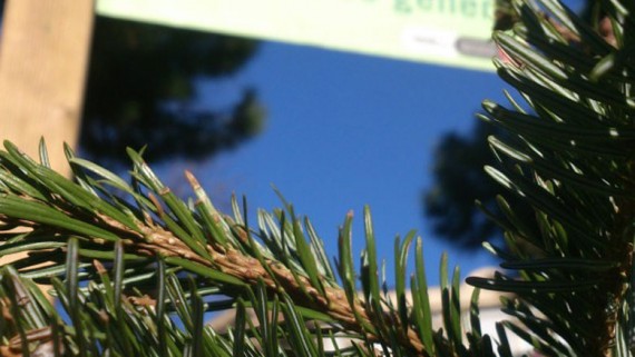 Recollida d'arbres de Nadal