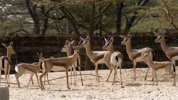 El zoo de Barcelona, seu d’una trobada internacional per a la conservació de l’àrea del Sahel-Sàhara