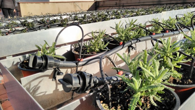 El huerto en la azotea del Distrito de Sants-Montjuïc, empieza a dar