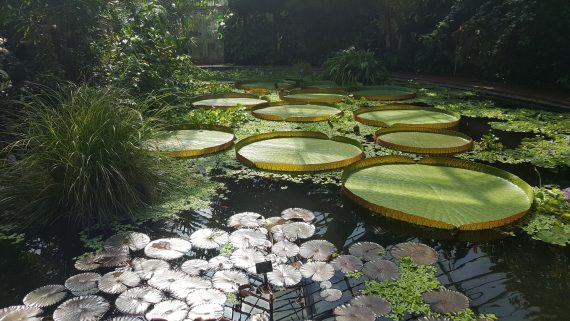 Hivernacle del Jardí Botànic d'Edimburg (Escòcia)
