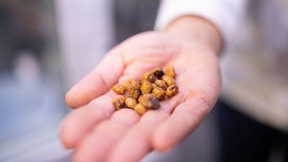 Xufes, l'element essencial de l'orxata