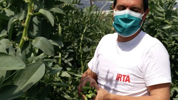 Collita Hort al terrat en confinament