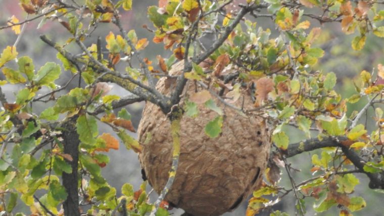 La avispa asiática, una especie exótica invasora que hace peligrar