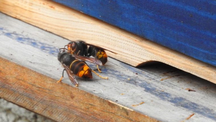 Protección de Especies confirma el avistamiento de un ejemplar de avispa  asiática en Mallorca