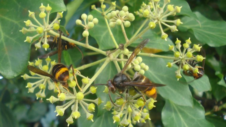 Protección de Especies confirma el avistamiento de un ejemplar de avispa  asiática en Mallorca