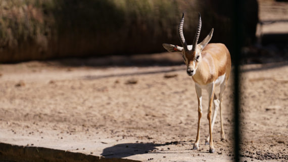 Zoo, Zoo de Barcelona, conservació, natura, fauna, animals, Barcelona, covid-19