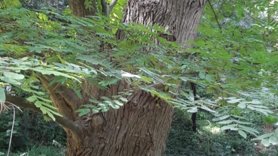 Nogal alado de Rehder en el Jardín Botánico Histórico