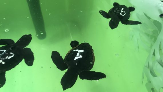 Tortugues babaues