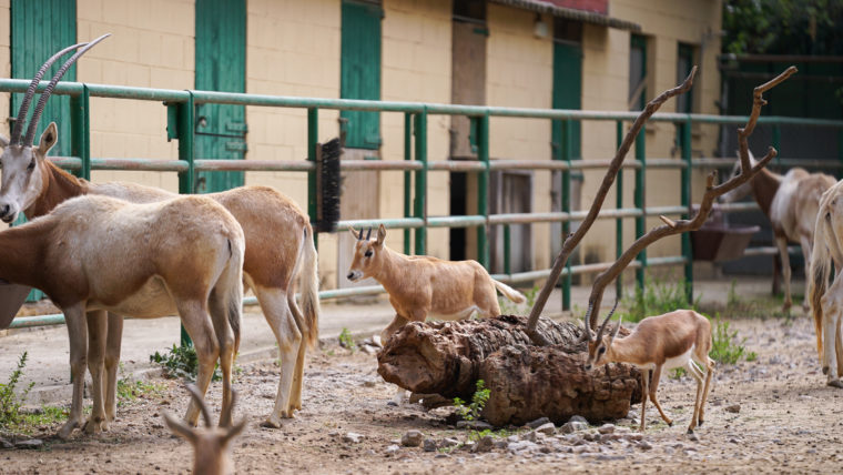 cria orix blanc zoo barcelona