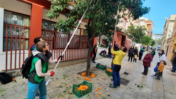 Espigolada taronges Poblenou