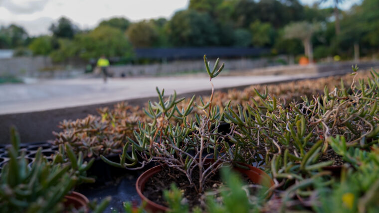 Un reguitzell de plantes cada una dins d'un test preparades per ser transportades i ser plantades a un altre lloc.