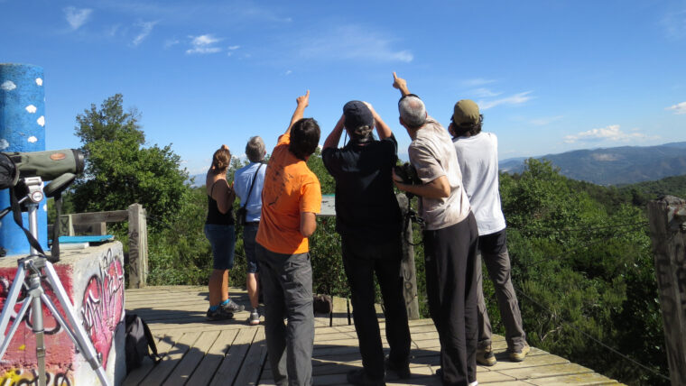 Observació d'aus rapinyaires a la Collserola