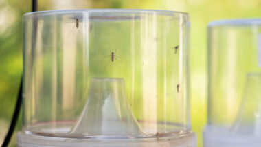 Trampa intel.ligent per a mosquits. Autora: Elena Pastor