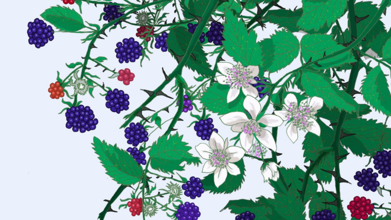 Detall de la portada del llibre 'Lisa Cohen', d'Ada Klein