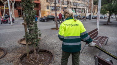 Una treballadora de Parcs i Jardins rega un arbre amb l&#039;aigua freàtica que conté un camió