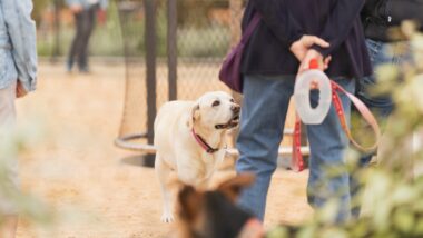 Nous espais del parc de les Glòries