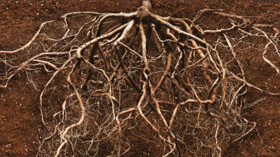 La fotografia d'unes arrels serveix d'imatge per anunciar l'espectacle