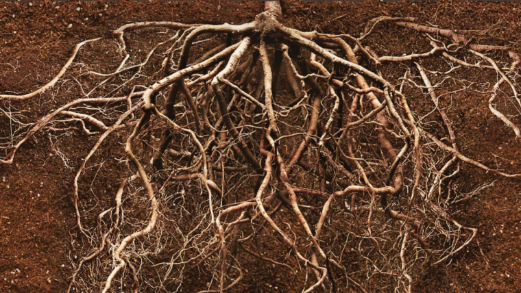 La fotografia d'unes arrels serveix d'imatge per anunciar l'espectacle