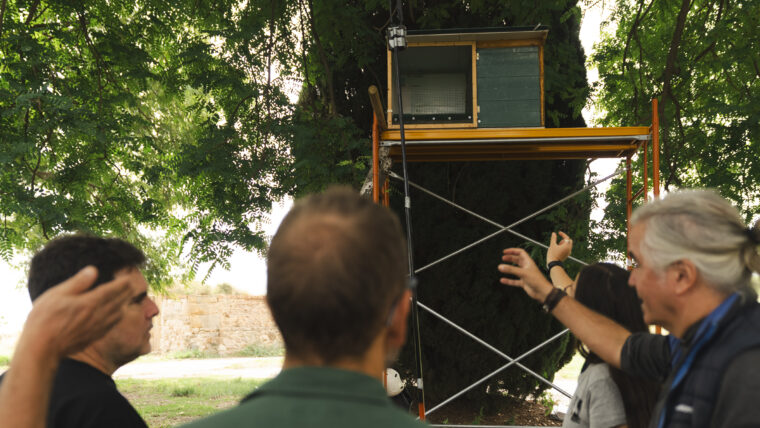 Caixa niu d'òlibes a Montjuïc. Autor: Isaac Carbonell