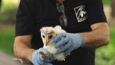 Poll d&#039;òliba que es deixa a Montjuïc. Autor: Isaac Carbonell