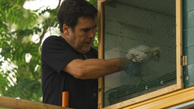 Introducció de poll d&#039;òliba dins la caixa niu a Montjuïc. Autor: Isaac Carbonell