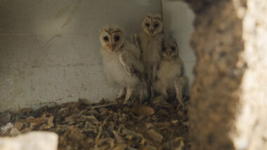 Òlibes dins la caixa niu a Montjuïc. Autor: Isaac Carbonell