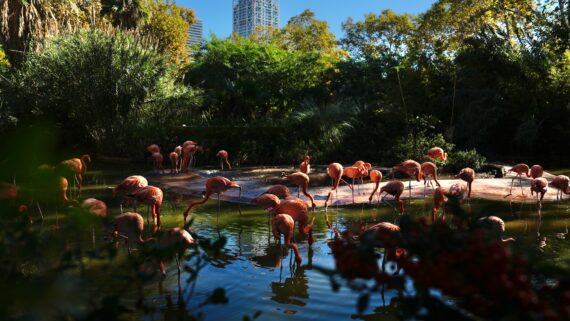 Flamencs al Zoo de Barcelona. Autora: Laura Guerrero