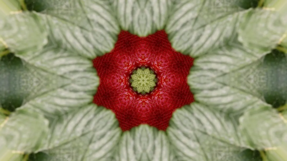 StrawberryFields-Julia Montilla-FabraICoats