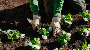 Treballadors de parcs i jardins planten verd