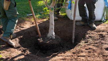 Treballadors de parcs i jardins planten verd