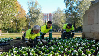 Treballadors de parcs i jardins planten verd