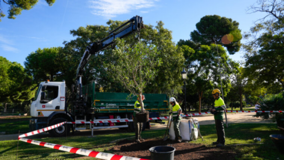 Recuperació d'arbrat afectat per la sequera