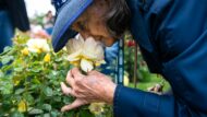 Una senyora gran olora una rosa groga del 25è Concurs de Roses Noves. Autora. Júlia Arnau