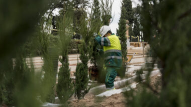 Plantació de xiprers al Laberint d&#039;Horta. Autora: Elena Pastor