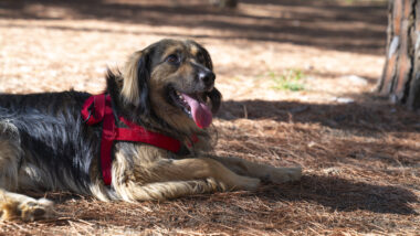 Un gos descansant en una àrea de gossos