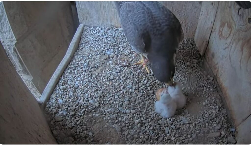 Nacen los primeros polluelos de halcón peregrino en el nido de la ...