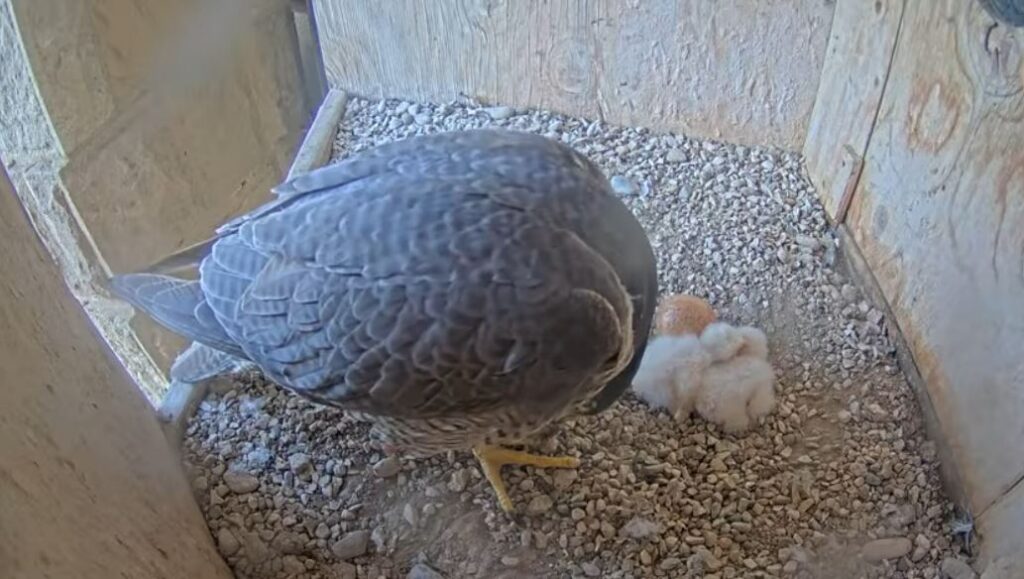 Nacen los primeros polluelos de halcón peregrino en el nido de la ...
